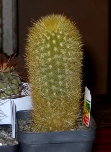 Loxanthocereus acanthurus faustianus [Author PTKS Public Domain]