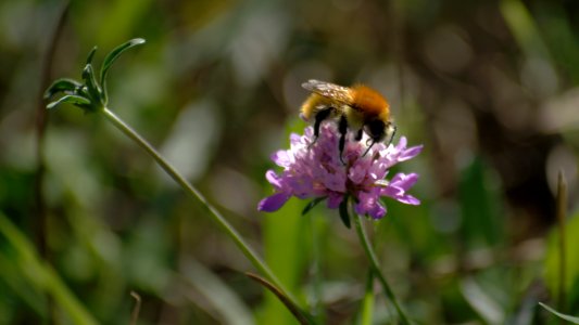 Bee Pollinating