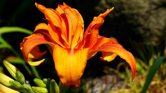 Bloom blossomed orange