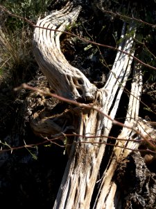 Superstition Wilderness photo