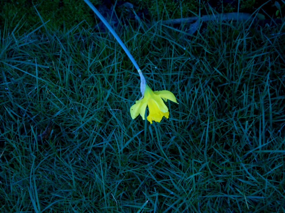First Flower - Crocus