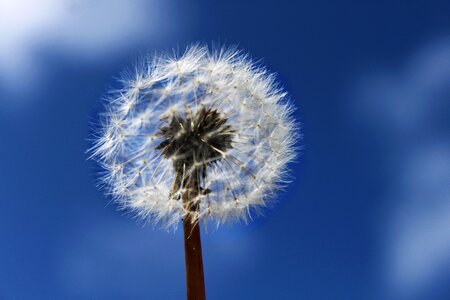 Nuns dandelion Free photos