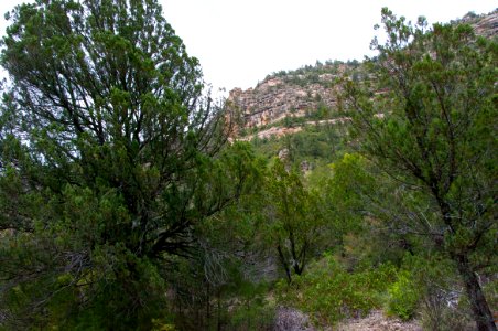 Little L.O. Trail No. 6