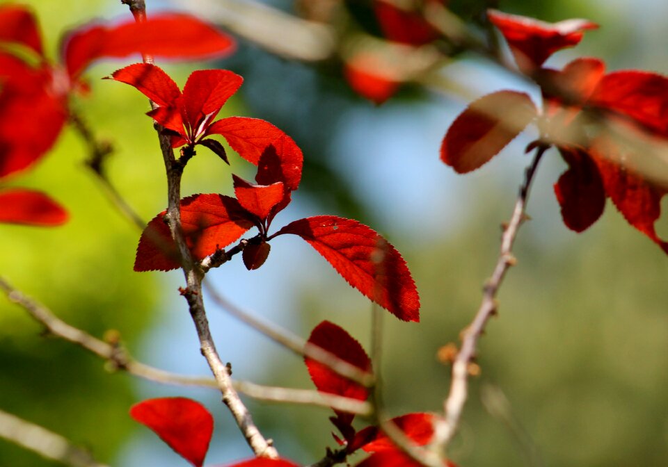 Branch nature branches