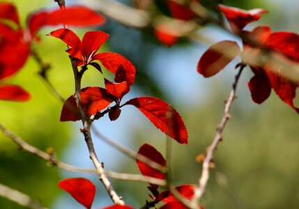 Branch nature branches