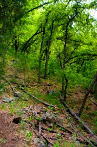 Little L.O. Trail No. 6