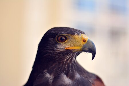 Bird of prey portrait animal