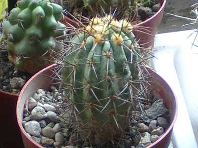 Copiapoa columna-alba [Author PTKS Public Domain]