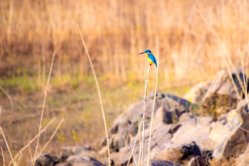 Common Kingfisher. Bhadra wildlife sanctuary