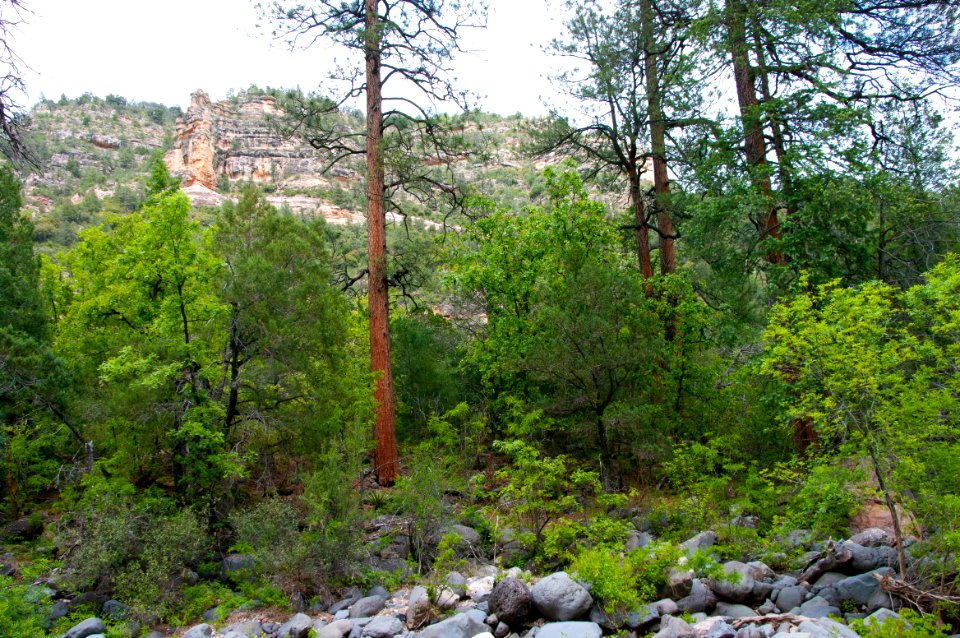 Little L.O. Trail No. 6