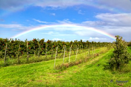 Apfelplantage im Alten Land bei Stade