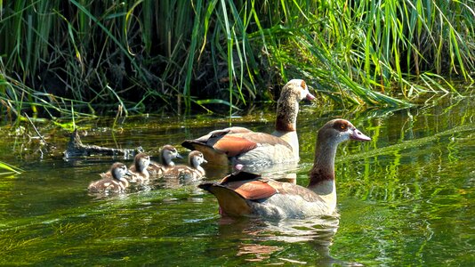 Half goose family chicks photo