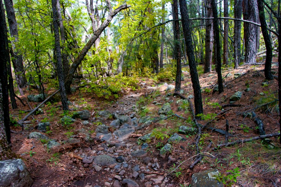 Kelsey Trail No. 3