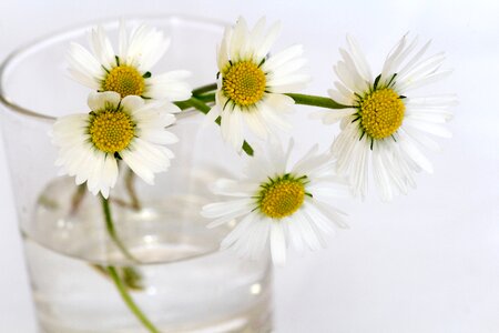 Daisy flower vase close up photo