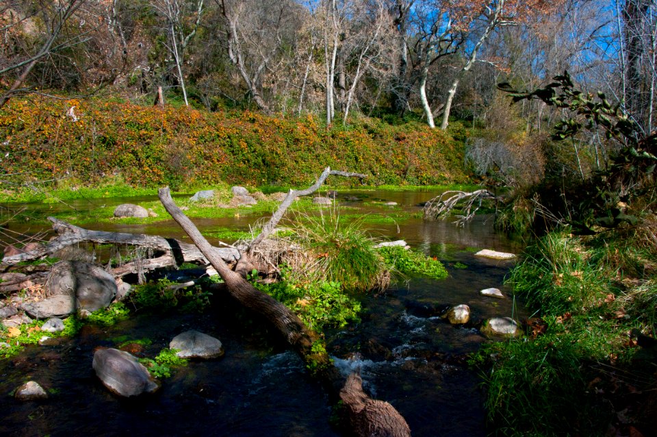Fossil Springs Wilderness: Springs Area