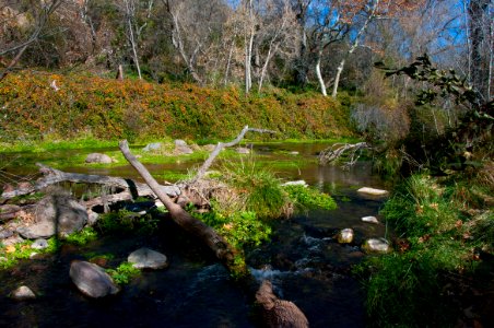 Fossil Springs Wilderness: Springs Area