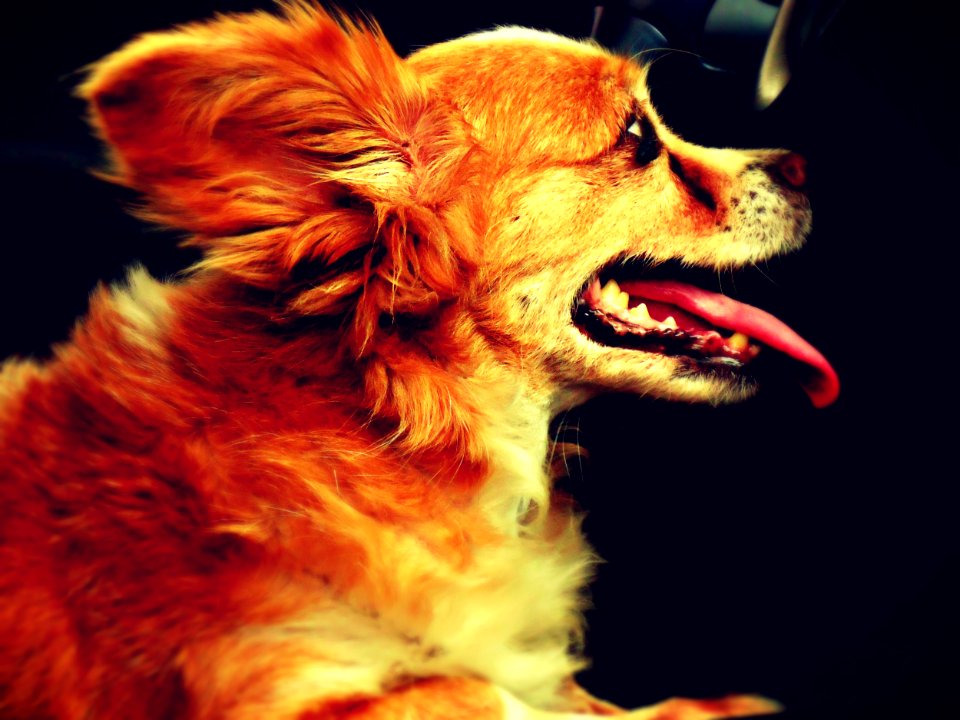 Have I been workin' like a dog?