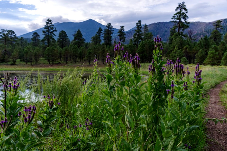 Monsoon Season Explorations