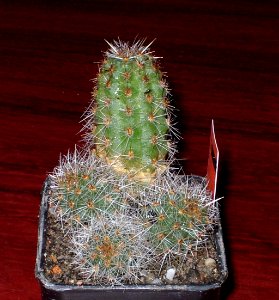 Mila pugionifera [Author PTKS Public Domain]