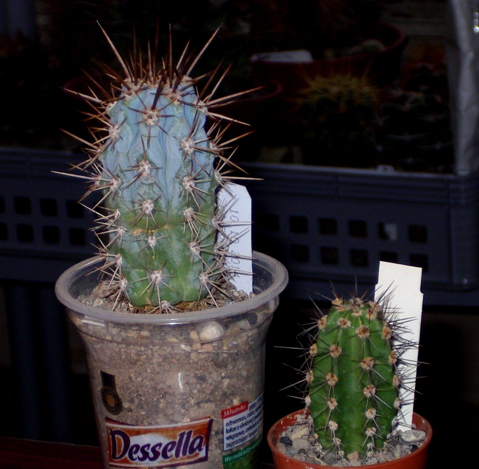 Browningia hertlingiana Neoraimondia roseiflora [Author PTKS Public Domain]