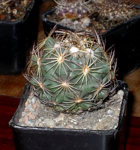 Coryphantha pectinata [Author PTKS Public Domain]