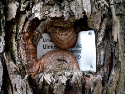 Bark of an elm tree, including an overgrown nameplate with its Latin name, in Amsterdam city photo