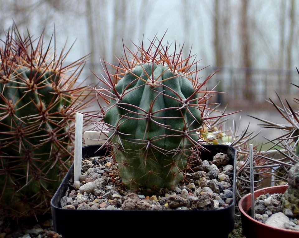 Denmoza rhodacantha [Author PTKS Public Domain]