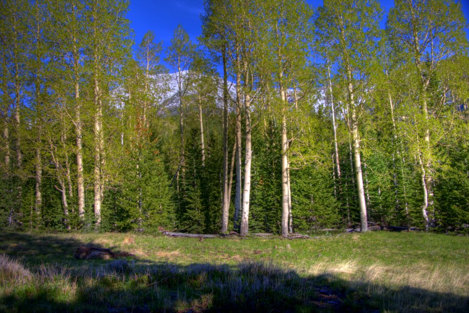 Inner Basin