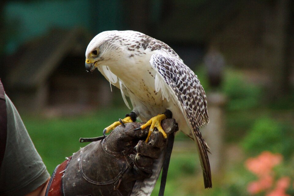 Bird of prey feather nature