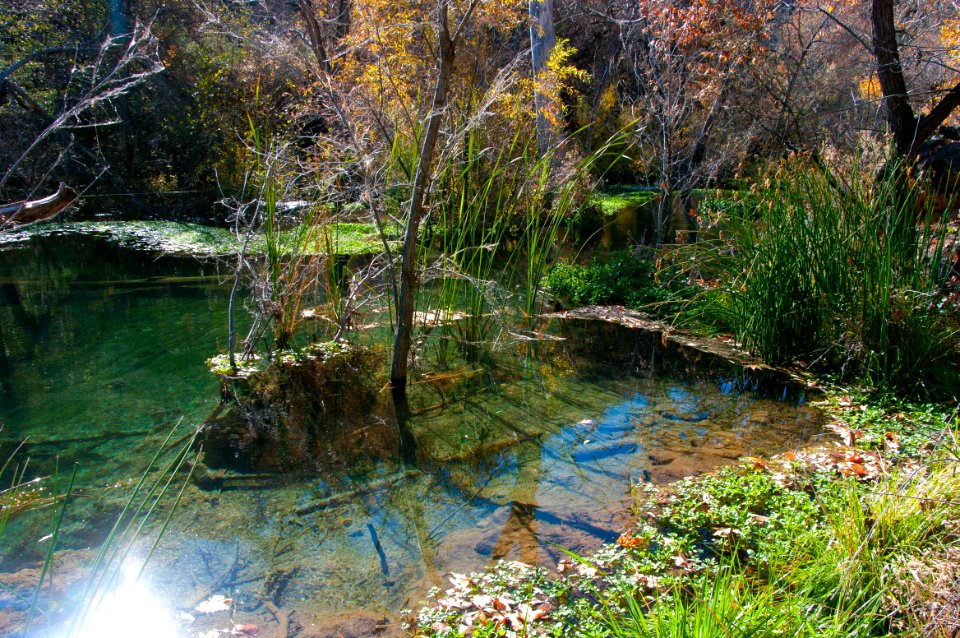 Fossil Springs Wilderness: Springs Area