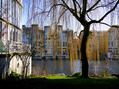Picture of a Weeping willow with early-green branches and leaves, in early urban Spring along the canal - free photo Amsterdam, Fons Heijnsbroek