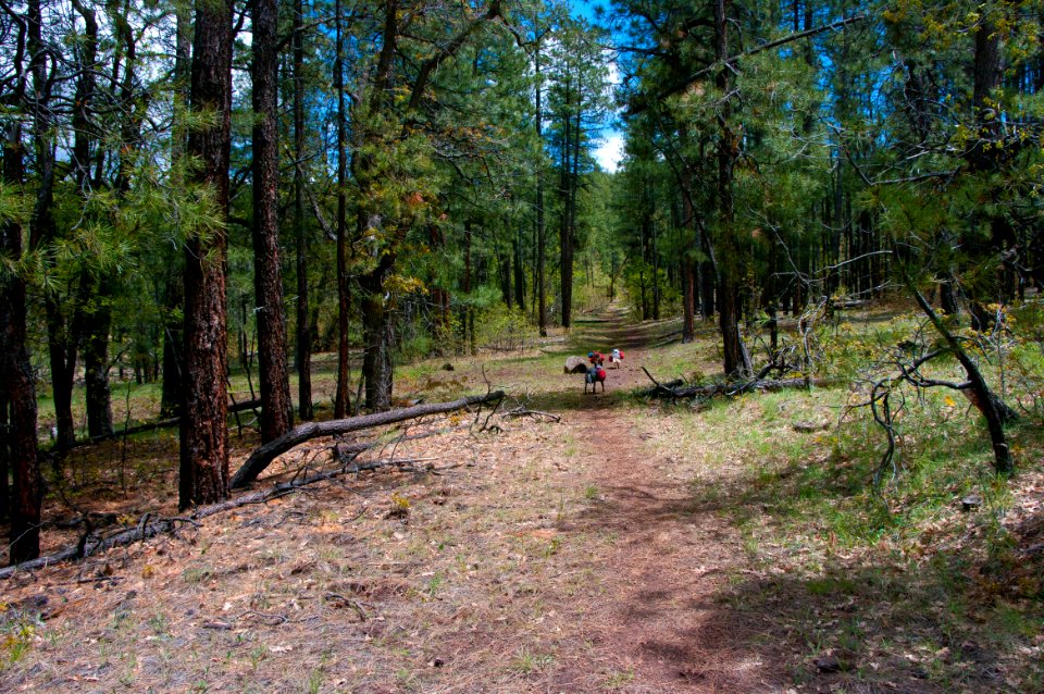 Dorsey Trail No. 7
