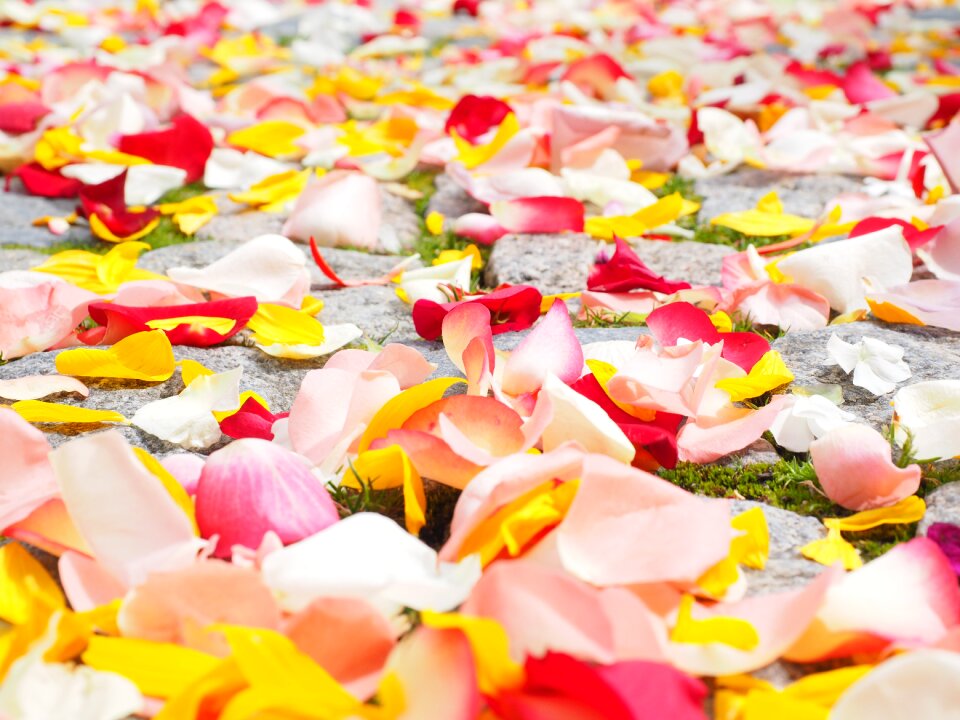 Red love scatter roses