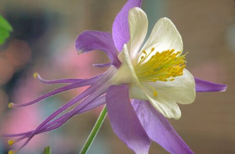 Blooming blossom bloom