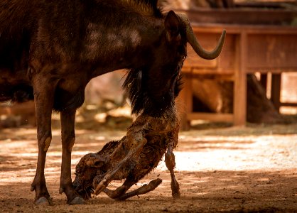 Parto en el zoo de Córdoba