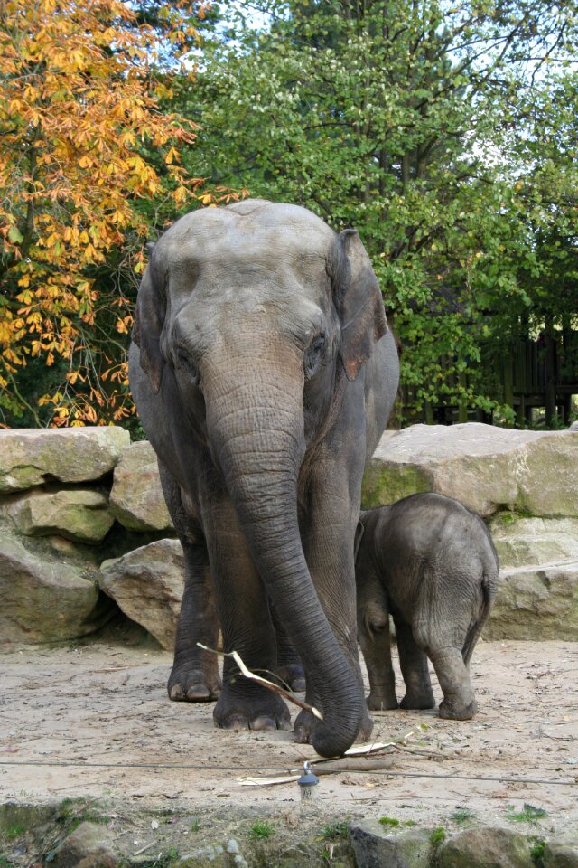 Trunk nature baby elephant