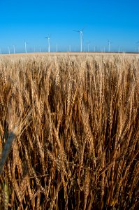 Road Trip: Windmills