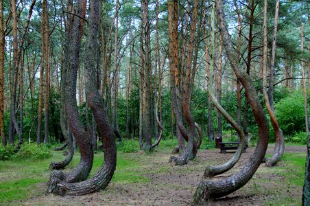 Pine trees forest