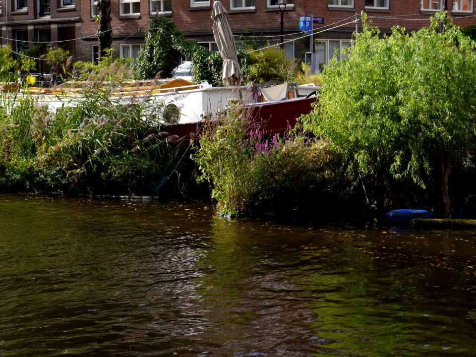 Houseboats in the canal in Amsterdam city, with floating willow islands around them; free photo, Fons Heijnsbroek photo