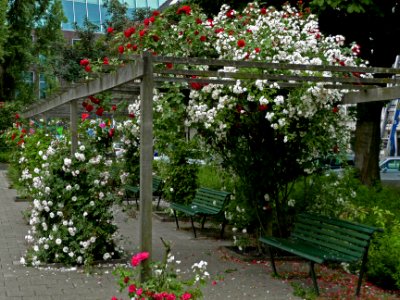 blooming flowers shrubs in a small municipal city park between Plantage Westermanlaan and Middellaan; photo Amsterdam city ; photographer Fons Heijnsbroek