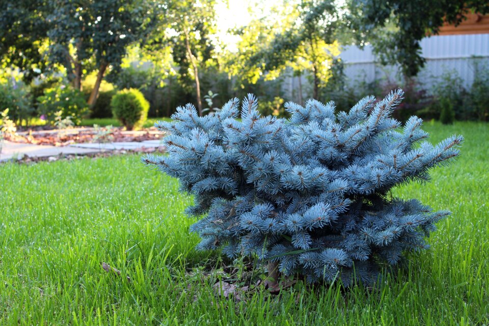 Landscape design beautification planting of greenery