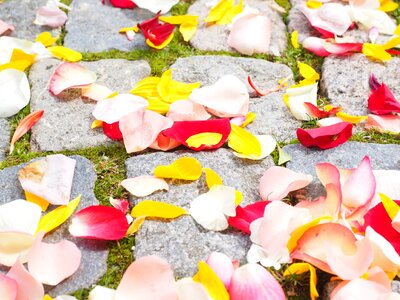 Red love scatter roses