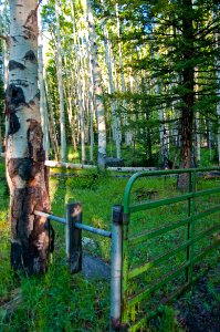 Inner Basin Trail