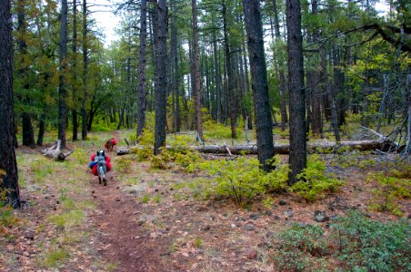 Dorsey Trail No. 7