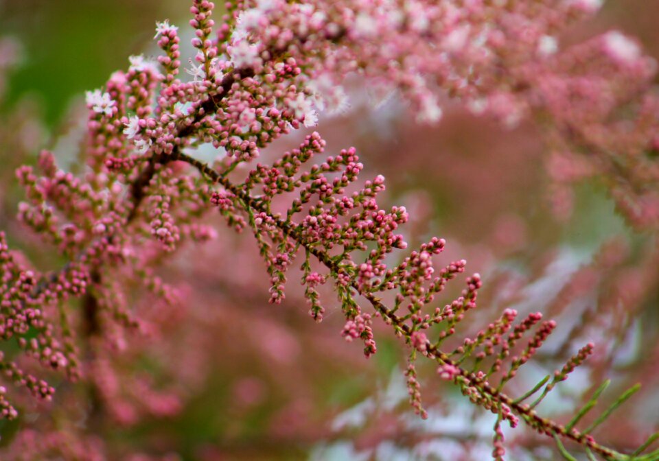 Flower plant nature