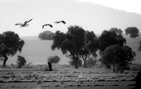 Esteparias ZEPA alto Guadiato