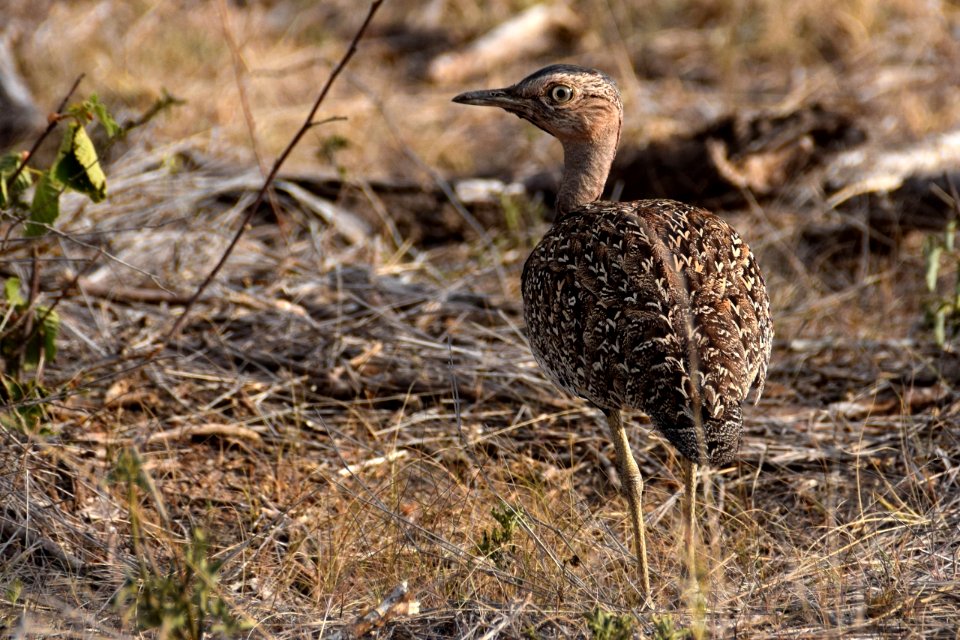1810 Korhaan Red-crested (1280x853)