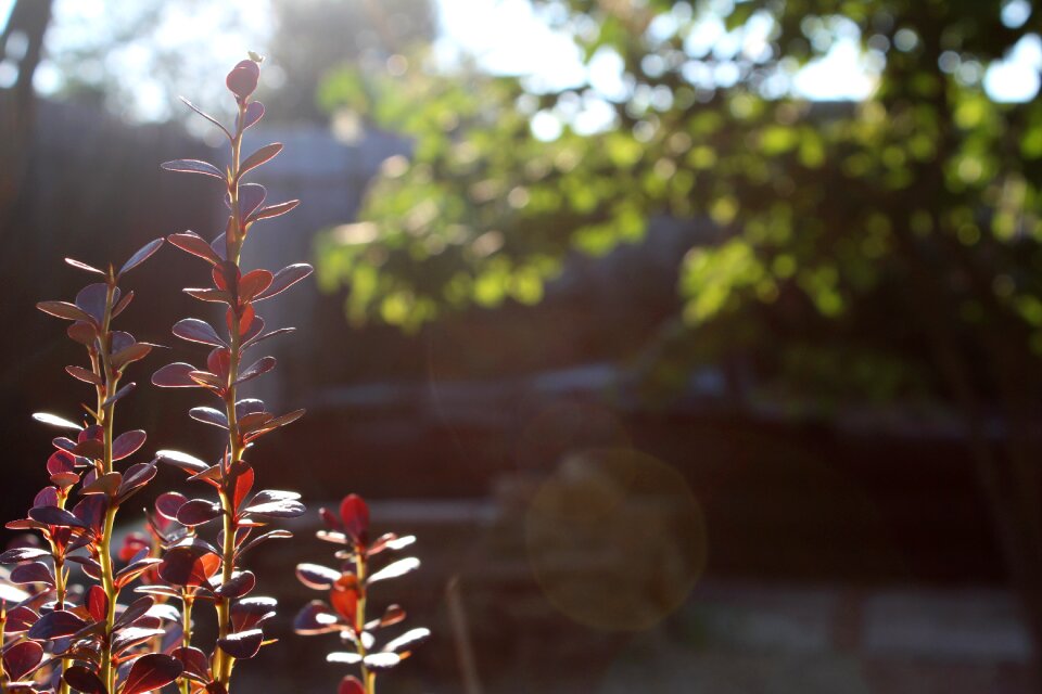Nature sunbeam background