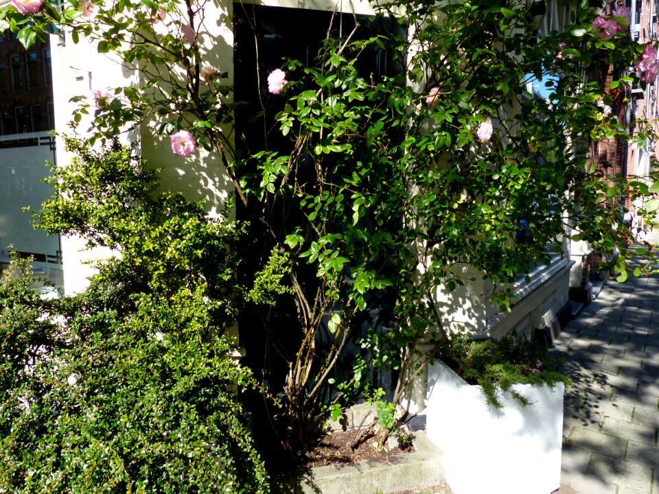 2014.05 - Amsterdam photo, Blooming rosebush blocks the frontdoor on the corner of a street; a geotagged free urban picture, in public domain / Commons CCO;  city photography by Fons Heijnsbroek, Netherlands