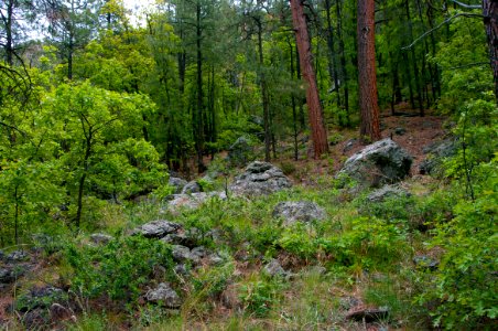 Kelsey Trail No. 3